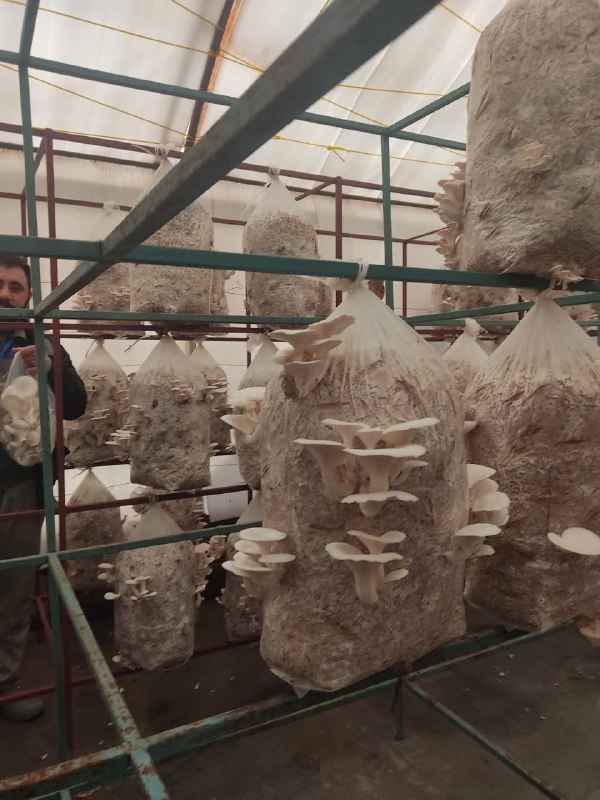 First Responsive Image