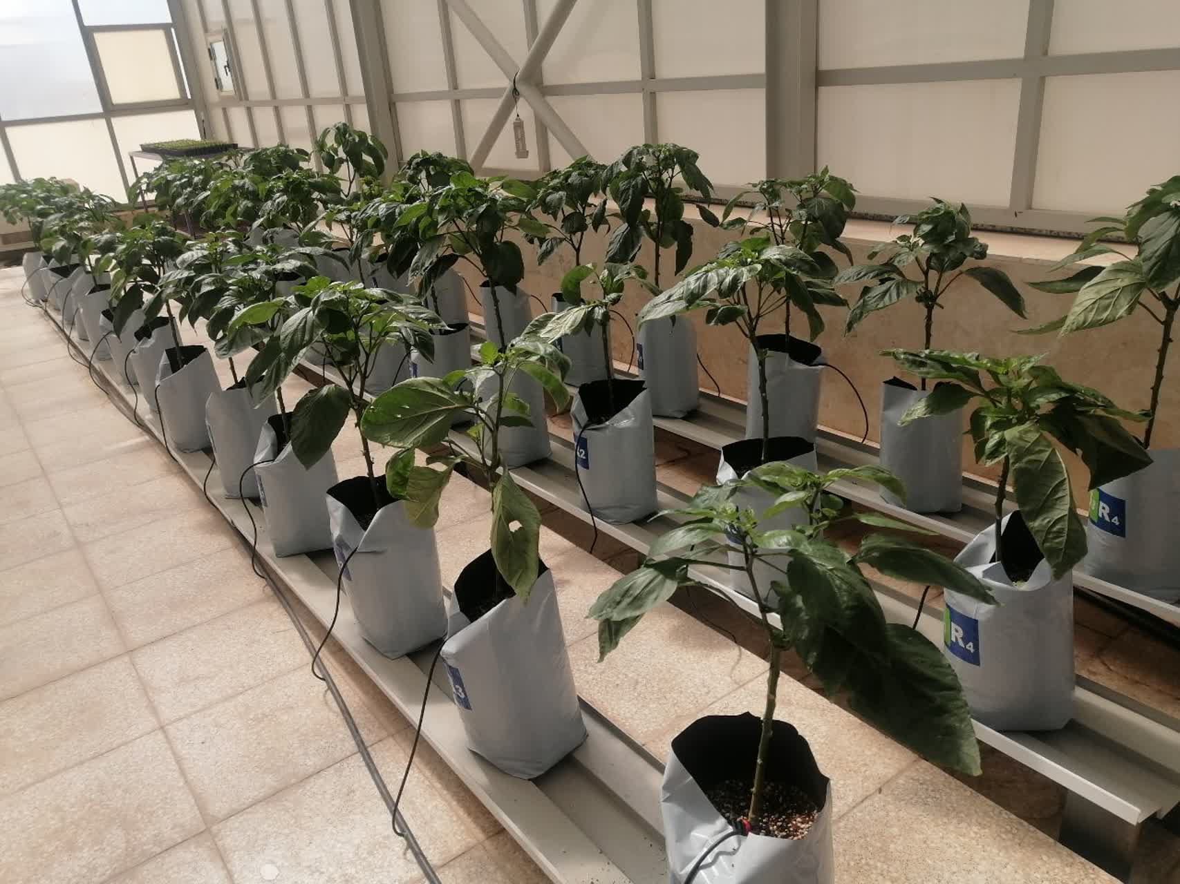 First Responsive Image