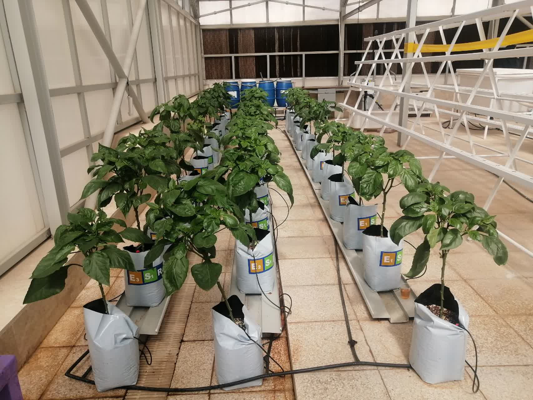 First Responsive Image