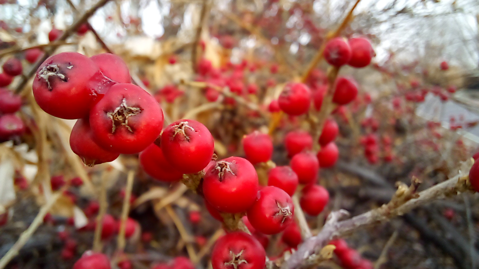 First Responsive Image