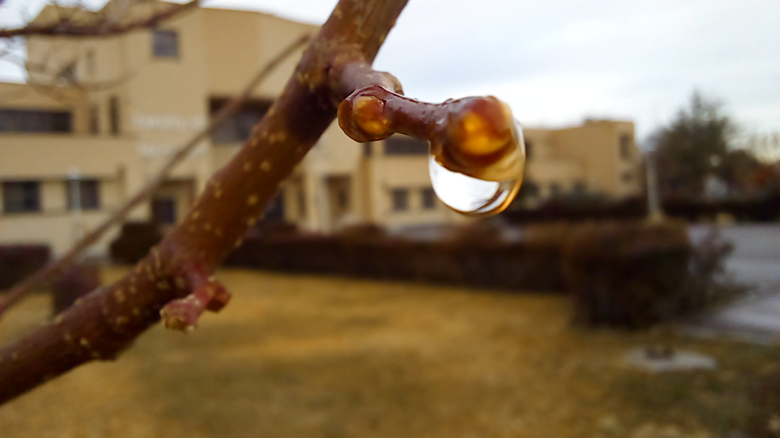 First Responsive Image